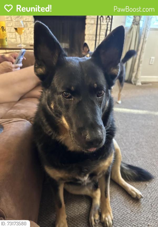 Reunited Male Dog last seen 185th and Rigert, Aloha, OR 97007
