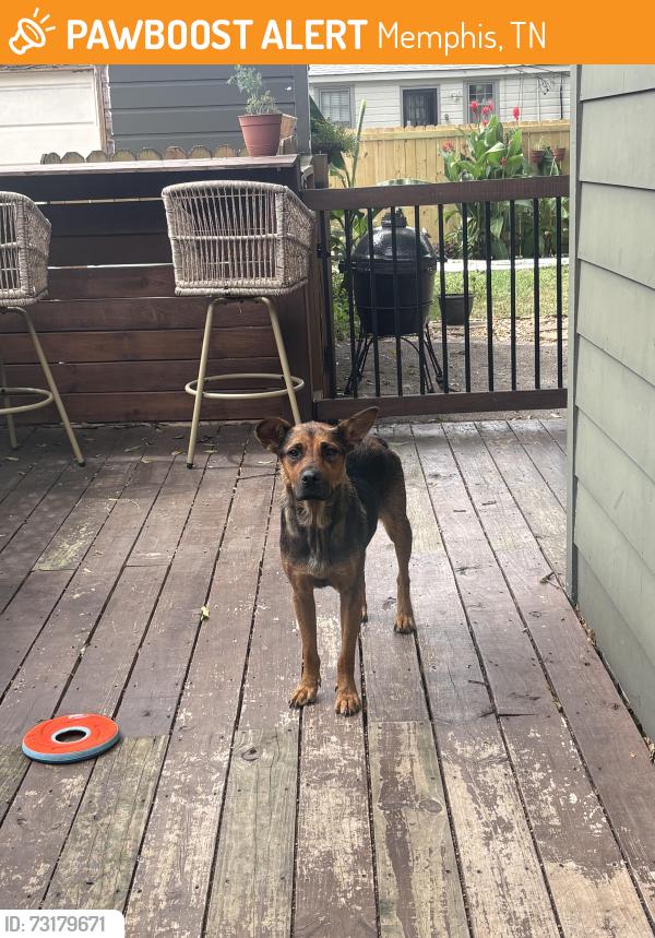Found/Stray Female Dog last seen High Point Terrace, Memphis, TN 38122