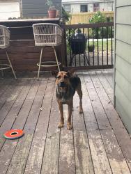 Found/Stray Female Dog last seen High Point Terrace, Memphis, TN 38122