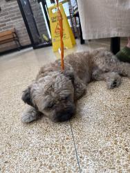 Reunited Male Dog last seen Canal and Carrollton, New Orleans, LA 70119