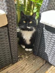 Reunited Female Cat last seen Goff Lane, near Caldecott avenue, Goffs Oak, England 