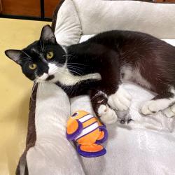 Shelter Stray Male Cat last seen , Animal Care & Control Team of Philly, 111 W Hunting Park Ave, Philadelphia, PA 19140, USA