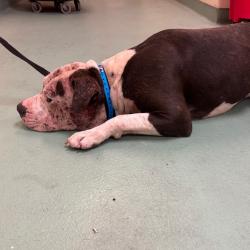 Shelter Stray Male Dog last seen , 2350 Appling City Cove, Memphis, TN 38133, USA