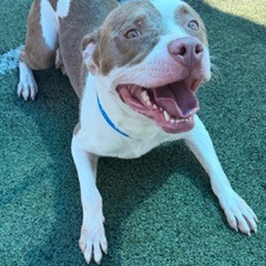 Shelter Stray Male Dog last seen , 2350 Appling City Cove, Memphis, TN 38133, USA