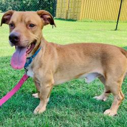 Shelter Stray Male Dog last seen , 2951 S 1st St, Cabot, AR 72023, USA
