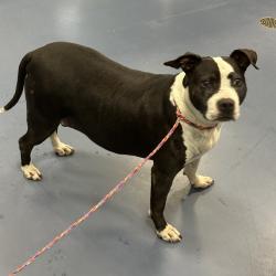 Shelter Stray Female Dog last seen , 980 Guilford College Rd, Greensboro, NC 27409, USA