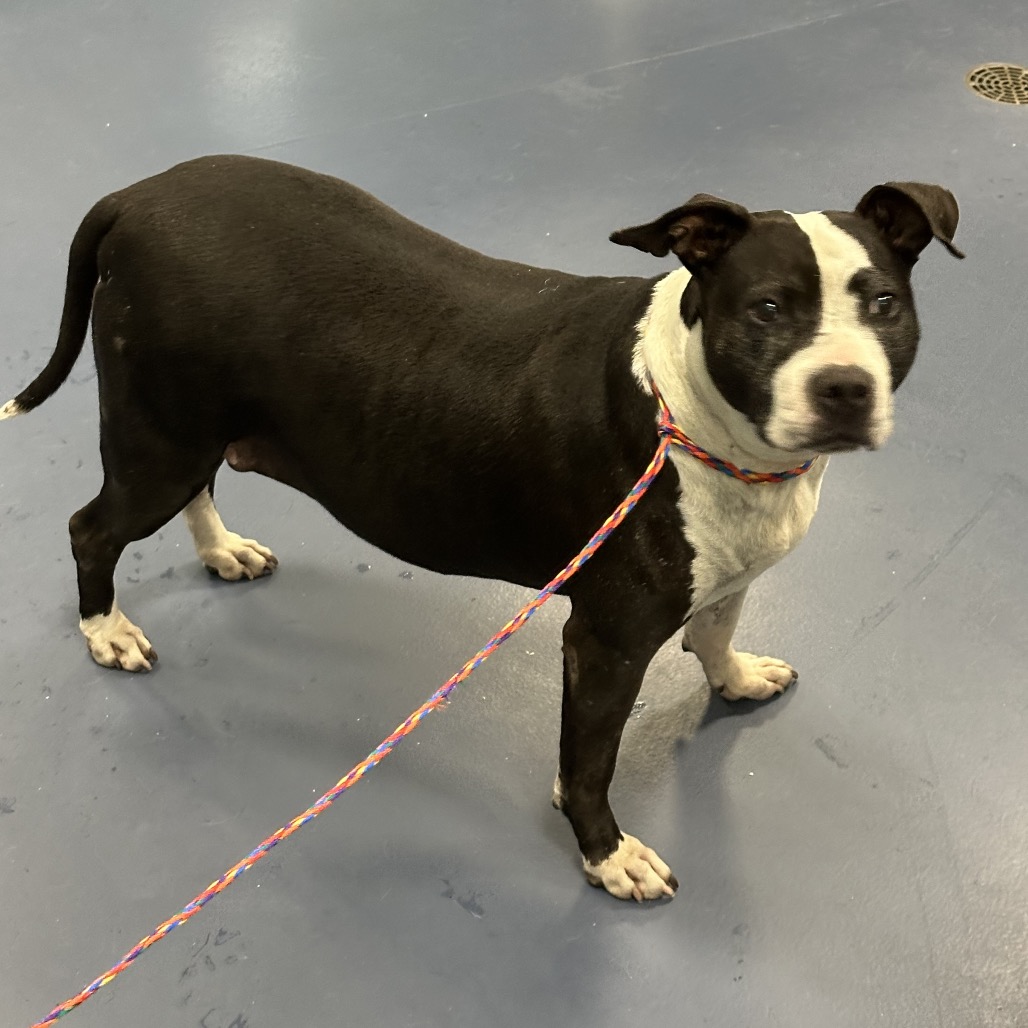 Shelter Stray Female Dog last seen , 980 Guilford College Rd, Greensboro, NC 27409, USA