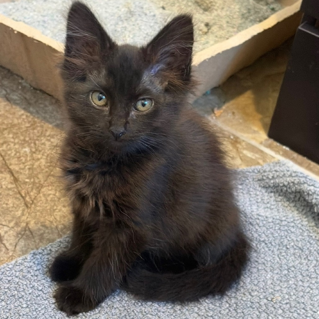 Shelter Stray Female Cat last seen , 361 S Raymond Ave, Pasadena, CA 91105, USA