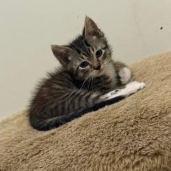 Shelter Stray Male Cat last seen , 361 S Raymond Ave, Pasadena, CA 91105, USA