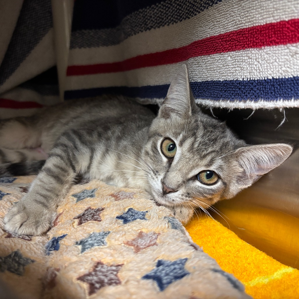 Shelter Stray Female Cat last seen , 361 S Raymond Ave, Pasadena, CA 91105, USA