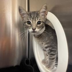 Shelter Stray Male Cat last seen , 361 S Raymond Ave, Pasadena, CA 91105, USA