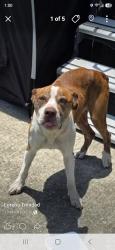 Found/Stray Male Dog last seen Rayford Crossings RV Resort 29321 s Plum Creek Dr, Spring, TX 77386