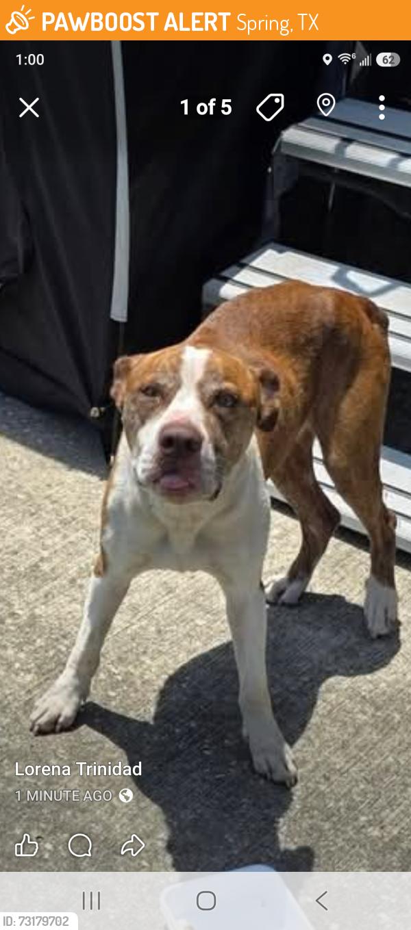 Found/Stray Male Dog last seen Rayford Crossings RV Resort 29321 s Plum Creek Dr, Spring, TX 77386