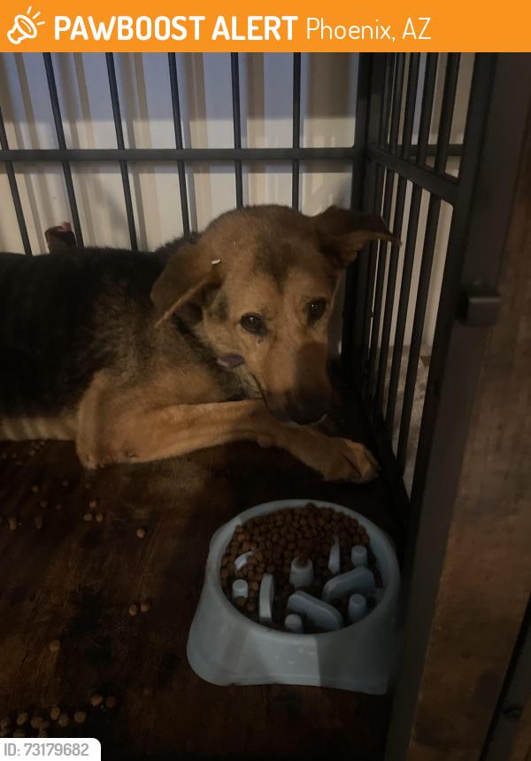 Found/Stray Unknown Dog last seen 73rd and van Buren, Phoenix, AZ 85043