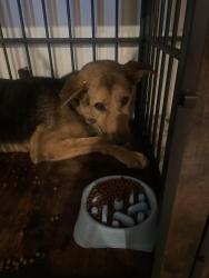 Found/Stray Unknown Dog last seen 73rd and van Buren, Phoenix, AZ 85043