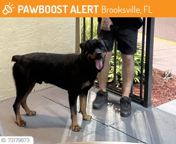 Found/Stray Male Dog last seen Applebees Parking lot, Brooksville, FL 34601