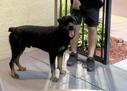 Found/Stray Male Dog last seen Applebees Parking lot, Brooksville, FL 34601