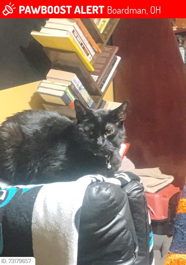 Lost Female Cat last seen Mathew Rd ,Youngstown/Boardman, Ohio, Boardman, OH 44512