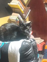 Lost Female Cat last seen Mathew Rd ,Youngstown/Boardman, Ohio, Boardman, OH 44512