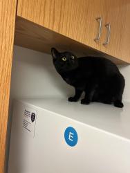Lost Male Cat last seen Near Kansas Street Hackensack NJ, Hackensack, NJ 07601