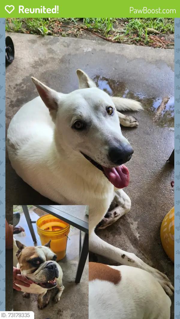 Reunited Male Dog last seen Near aldi and our hse., Pasadena, TX 77504
