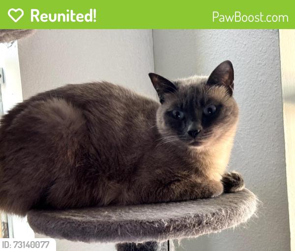 Reunited Female Cat last seen Amanda Way and Brandon Street, Central Point, OR 97502