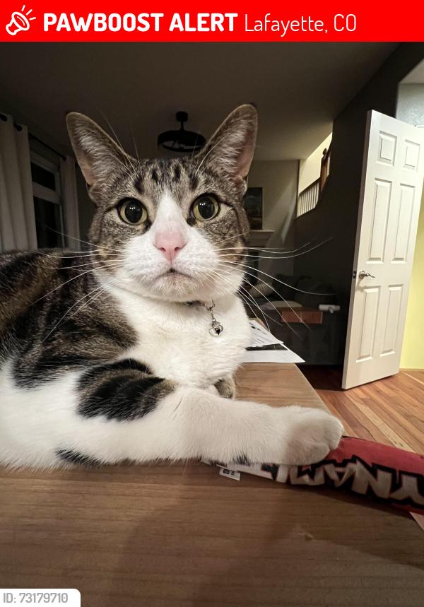 Lost Female Cat last seen 95th on arapahoe, Lafayette, CO 80026