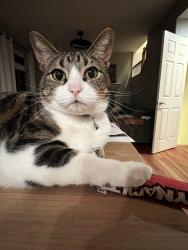 Lost Female Cat last seen 95th on arapahoe, Lafayette, CO 80026
