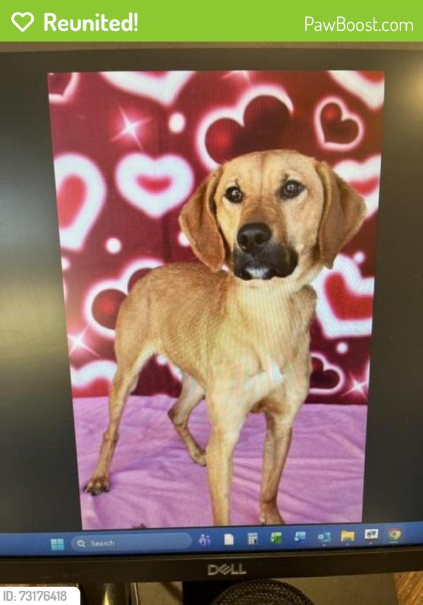Reunited Female Dog last seen Tingen Rd. mid way, Broadway, NC 27505