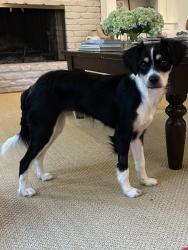 Reunited Male Dog last seen Somerset Trce/ Turtle Lake Club Dr, Marietta, GA 30067