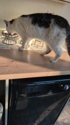 Reunited Male Cat last seen King Georges Playing Field, West Sussex, England PO22 8QS