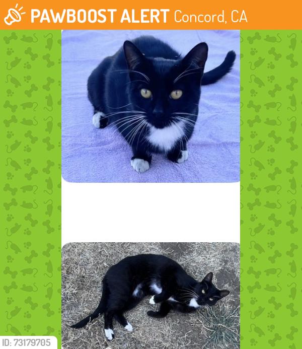 Found/Stray Female Cat last seen Cape Cod Way, Concord, CA 94521
