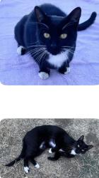 Found/Stray Female Cat last seen Cape Cod Way, Concord, CA 94521