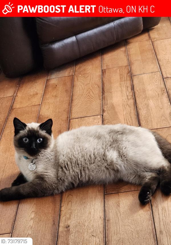 Lost Male Cat last seen Baseline and Greenbank, Ottawa, ON K2H 7C5