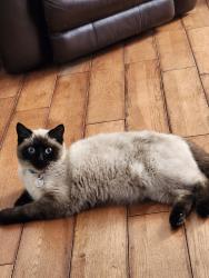 Lost Male Cat last seen Baseline and Greenbank, Ottawa, ON K2H 7C5