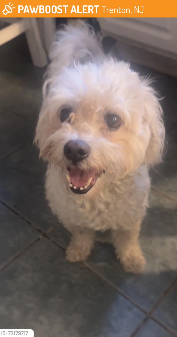 Found/Stray Male Dog last seen Cummings Ave, Trenton, NJ 08611