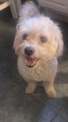 Found/Stray Male Dog last seen Cummings Ave, Trenton, NJ 08611