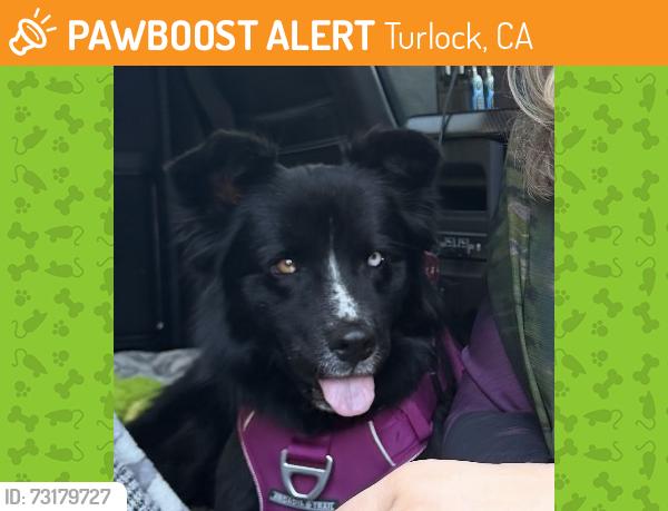 Found/Stray Female Dog last seen Turlock regional sports complex, Turlock, CA 95382