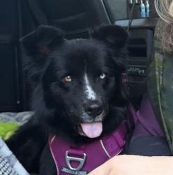 Found/Stray Female Dog last seen Turlock regional sports complex, Turlock, CA 95382