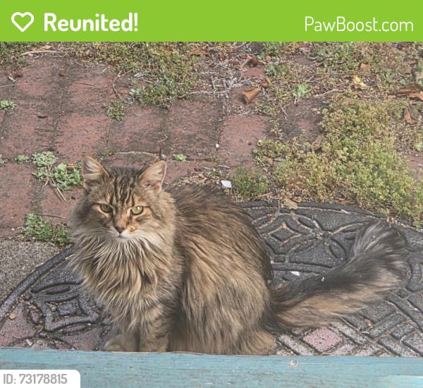 Reunited Female Cat last seen vernon st and bay place, Oakland, CA 94610