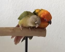 Lost Female Bird last seen OWENSMOUTH AVE, Los Angeles, CA 91364