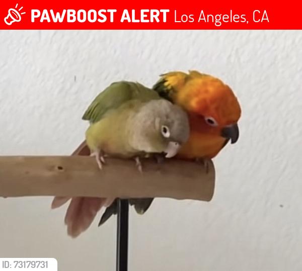 Lost Female Bird last seen OWENSMOUTH AVE, Los Angeles, CA 91364