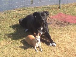 Lost Male Dog last seen PILOT TRAVEL CENTER, Dunnigan, CA 95937