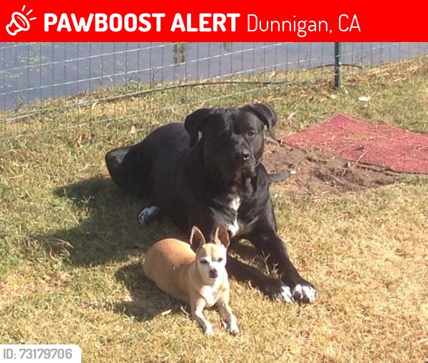 Lost Male Dog last seen PILOT TRAVEL CENTER, Dunnigan, CA 95937