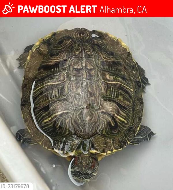Lost Female Reptile last seen N Valencia St and E Grand Ave, Alhambra, CA 91801
