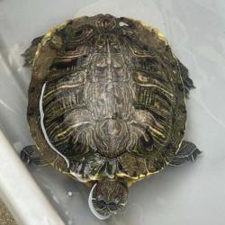 Lost Female Reptile last seen N Valencia St and E Grand Ave, Alhambra, CA 91801