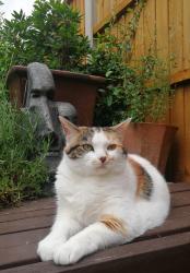 Reunited Female Cat last seen Mill Road Watlington, King's Lynn, Norfolk, Watlington, England 
