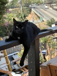 Lost Male Cat last seen Landis, San Diego, CA 92104