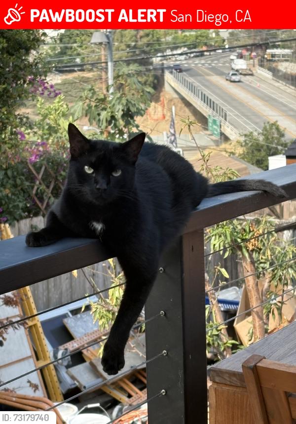 Lost Male Cat last seen Landis, San Diego, CA 92104