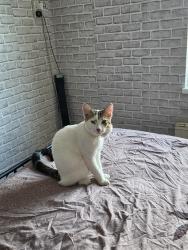 Lost Male Cat last seen Alma Street Leicester UK, Leicester, England 